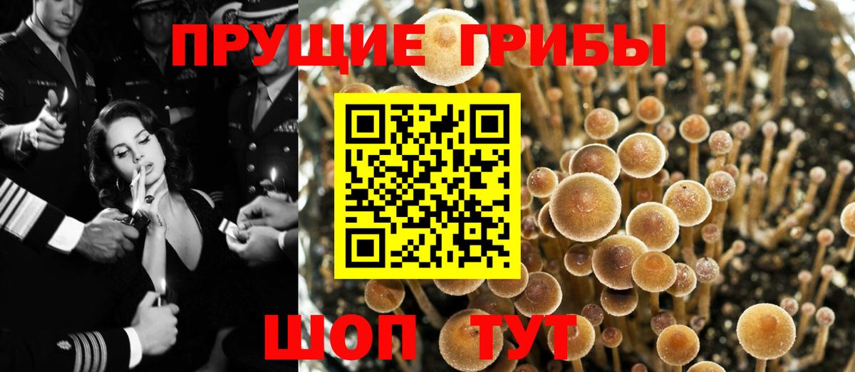 Нижний Новгород  Галлюциногенные грибы прущие грибы  Вход с VPN 